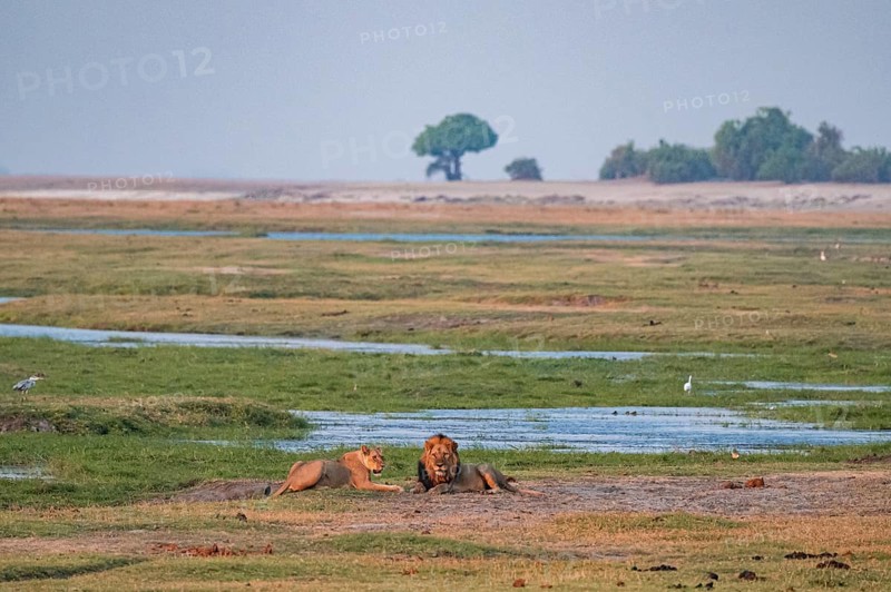 Maned lion and lioness, lion (Panthera leo), Ihaha, Chobe National Park, Botswana