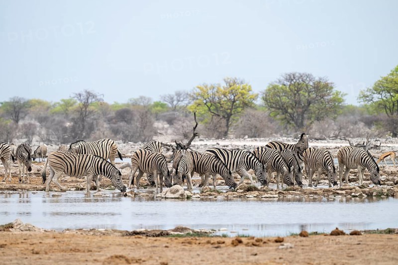 Herd of plains zebra (Equus quagga) at a waterhole, Etosha National Park, Namibia