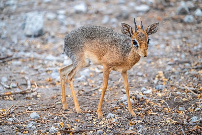 Damara dik-dik or kirk dik-dik (Madoqua kirkii), adult animal in the undergrowth, Etosha National Park, Namibia
