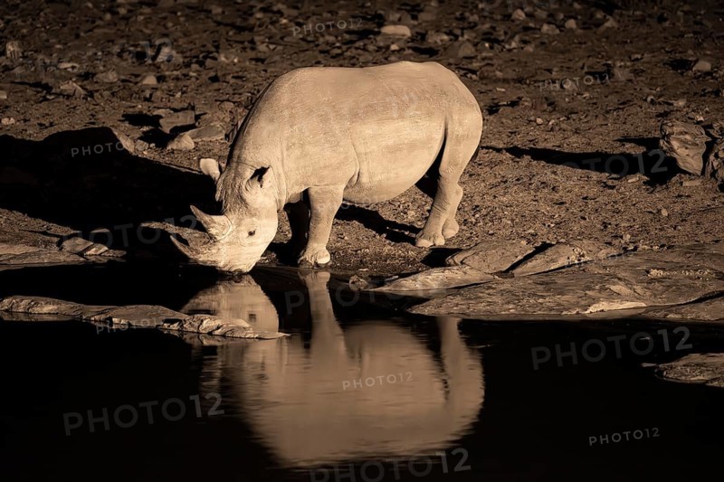 Night shot, black rhino (Diceros bicornis), Okaukuejo waterhole, Etosha National Park, Namibia