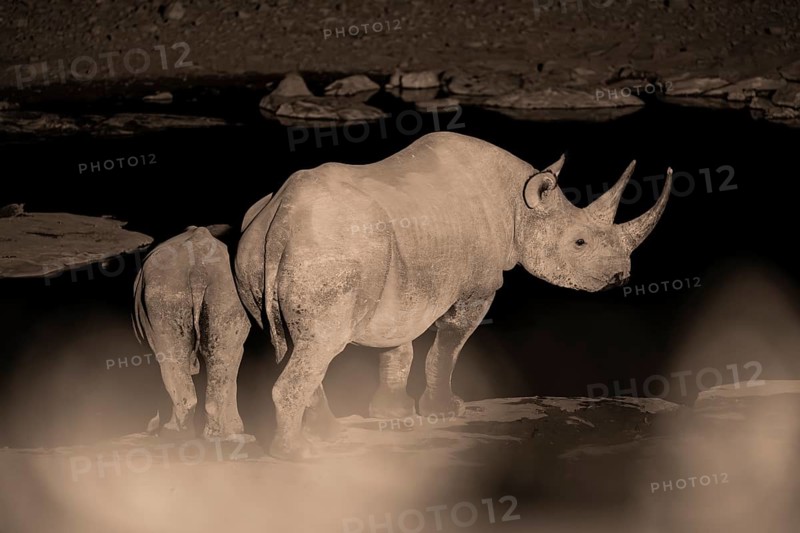 Night photograph, black rhino (Diceros bicornis) with young, Okaukuejo waterhole, Etosha National Park, Namibia