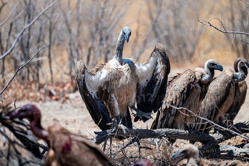 Many white-backed vultures (Gyps africanus), vultures feeding on carcasses, Etosha National Park, Namibia
