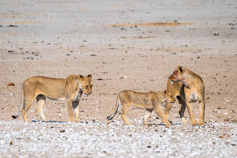 Lioness (Panthera leo) with cubs, Etosha National Park, Namibia