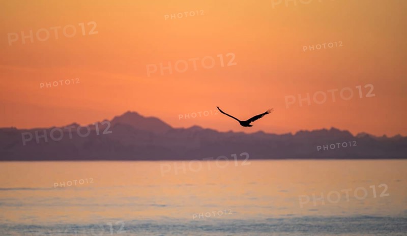 Bald eagle (Haliaeetus leucocephalus) flying in front of mountain silhouettes of the Aleutian chain, at sunset, picturesque golden light of the midnight sun, Cook Inlet, Anchor Point, Anchor River State Recreation Area, Alaska, USA