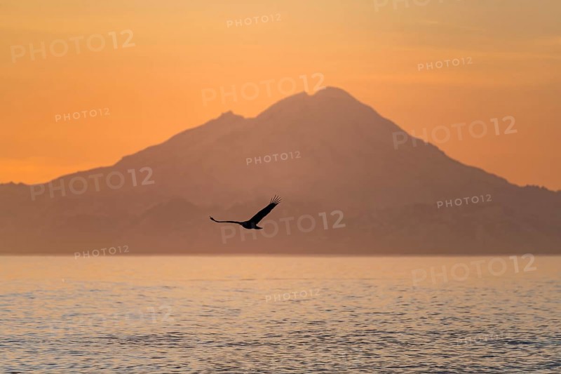 Bald eagle (Haliaeetus leucocephalus) flying in front of mountain silhouettes of the Aleutian chain with peak Mount Redoubt, at sunset, picturesque golden light of the midnight sun, Cook Inlet, Anchor Point, Anchor River State Recreation Area, Alaska, USA