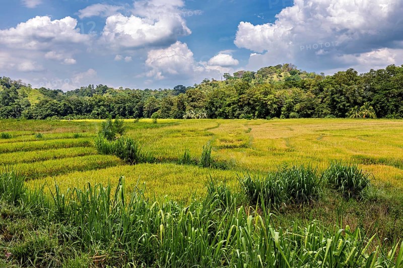 Wide green fields under a blue sky with clouds surrounded by forests, green rice paddies in the countryside near Kandy in Sri Lanka