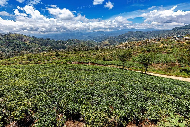 Green hills with lush vegetation and cloudy skies stretch to the horizon, tea plantations near Kandy in Sri Lanka