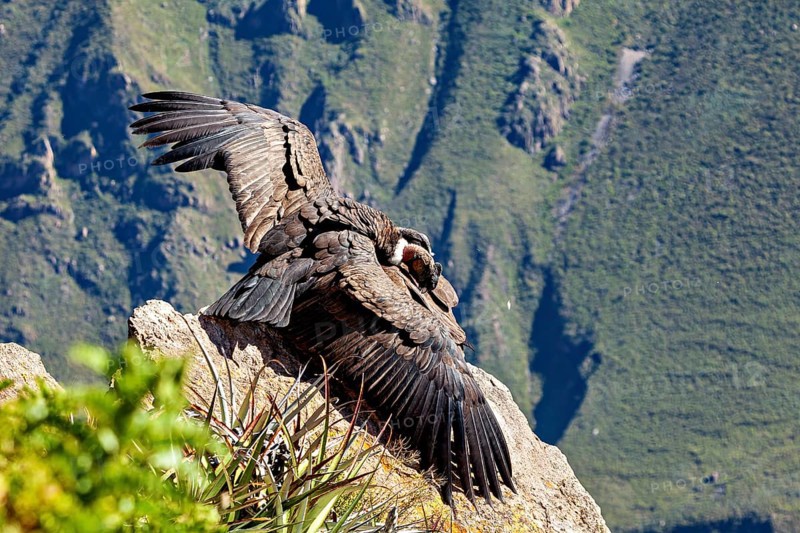 Condors with outstretched wings on a rock in front of a green mountain landscape, The Andean condor (Vultur gryphus) at the Colca Canyon in Peru