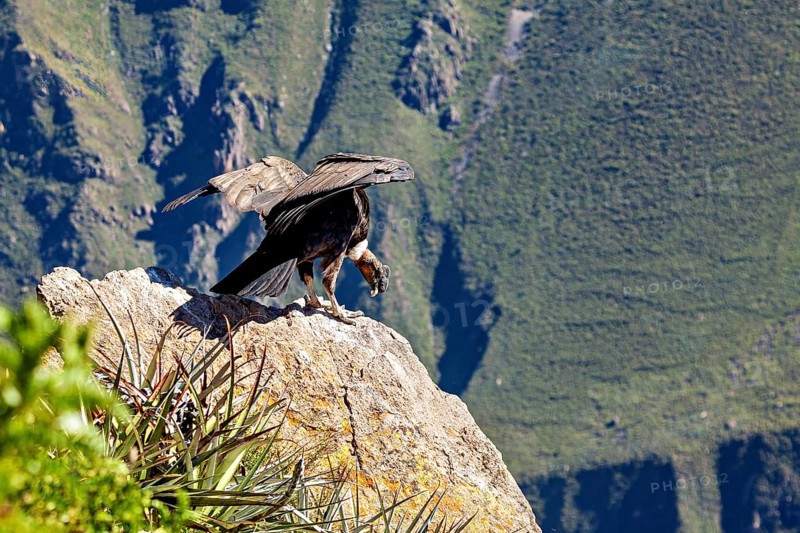 A condor spreads its wings on a rock in a green mountain landscape, The Andean condor (Vultur gryphus) at the Colca Canyon in Peru