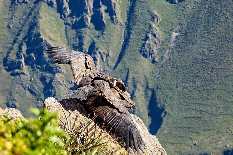 Condors on rocks with outstretched wings in front of green mountains, The Andean condor (Vultur gryphus) at the Colca Canyon in Peru