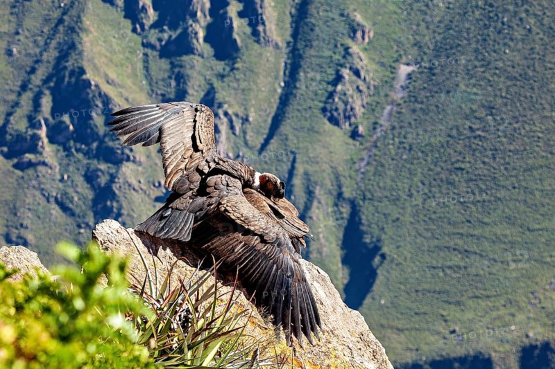 Two condors on rocks with folded wings in front of a mountain backdrop, The Andean condor (Vultur gryphus) at Colca Canyon in Peru