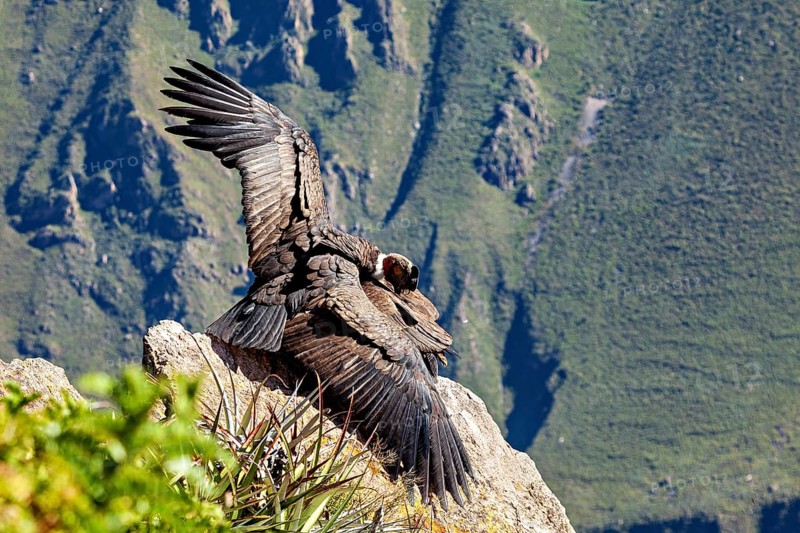 Close-up of condors with wings on rocks against a green background, The Andean condor (Vultur gryphus) at Colca Canyon in Peru