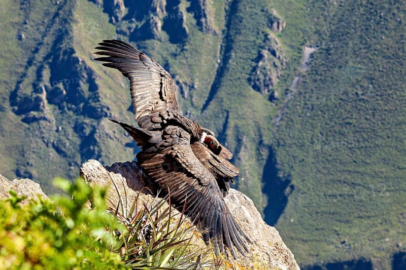 Two condors on rocks with wings moving in front of the mountain landscape, The Andean condor (Vultur gryphus) at the Colca Canyon in Peru