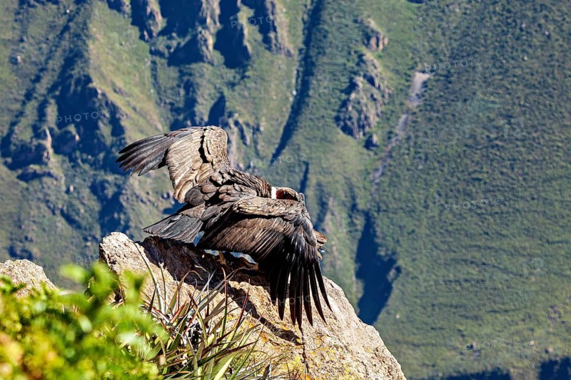 Condors on rocks with outstretched wings in front of a mountain landscape, The Andean condor (Vultur gryphus) at Colca Canyon in Peru