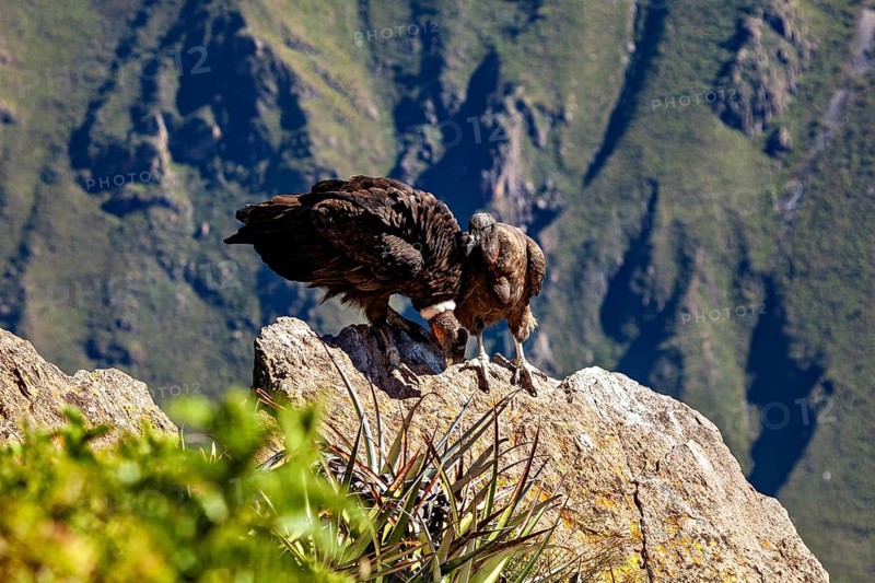 Condors on rocks in a mountainous environment with green plants in the foreground, The Andean condor (Vultur gryphus) at the Colca Canyon in Peru