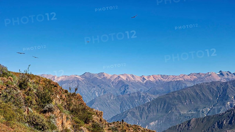 A vast mountain landscape with condors flying high in the blue sky, The Andean condor (Vultur gryphus) at the Colca Canyon in Peru