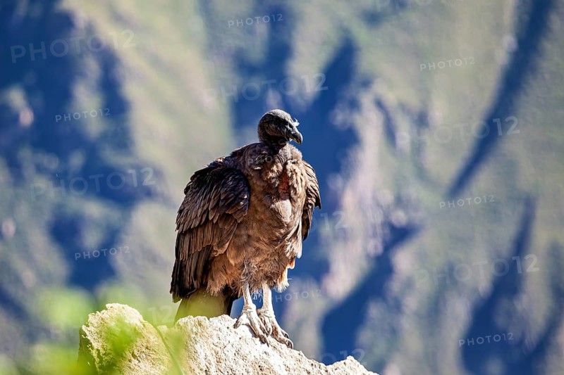 A lone condor stands proudly on a rock with mountains in the background, The Andean condor (Vultur gryphus) at the Colca Canyon in Peru