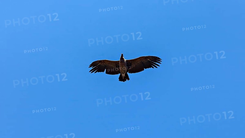 A condor can be seen from below with outstretched wings in the clear blue sky, The Andean condor (Vultur gryphus) at the Colca Canyon in Peru
