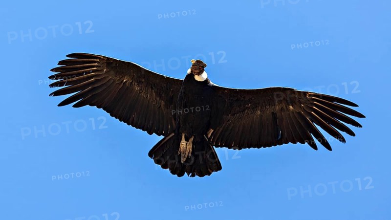 Close-up of a condor with outstretched wings in the blue sky, The Andean condor (Vultur gryphus) at Colca Canyon in Peru