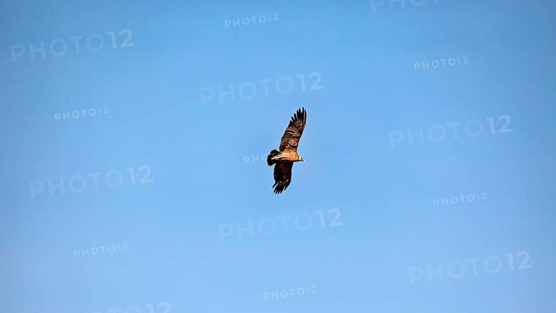 An eagle soars with outstretched wings in the clear blue sky, The Andean condor (Vultur gryphus) at the Colca Canyon in Peru