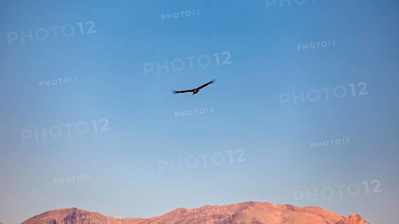 A condor hovers in the sky in front of a mountain horizon at sunset, The Andean condor (Vultur gryphus) at Colca Canyon in Peru