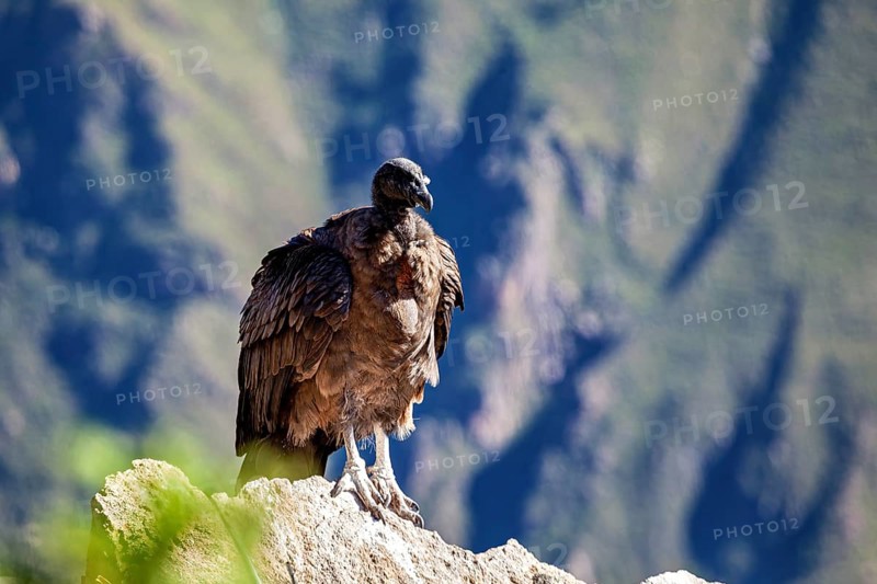 A condor sits majestically on a rock with a mountain backdrop, The Andean condor (Vultur gryphus) at the Colca Canyon in Peru