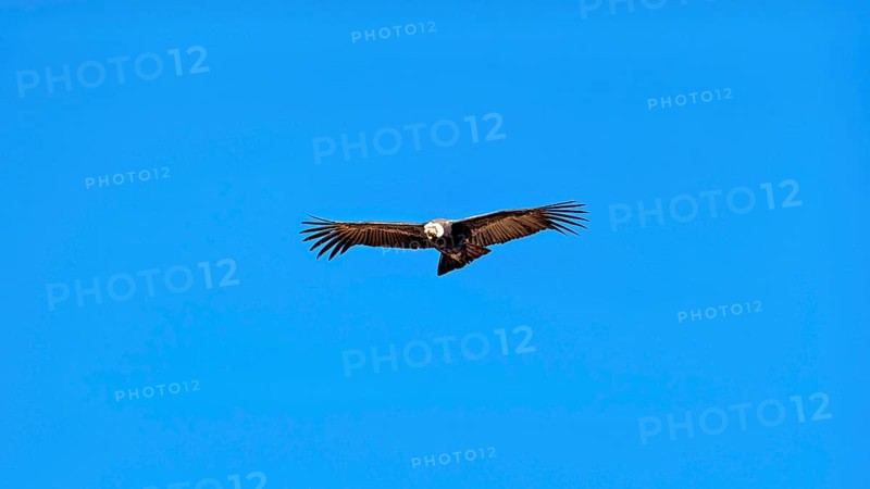 A condor glides with outstretched wings in the clear blue sky, The Andean condor (Vultur gryphus) at the Colca Canyon in Peru
