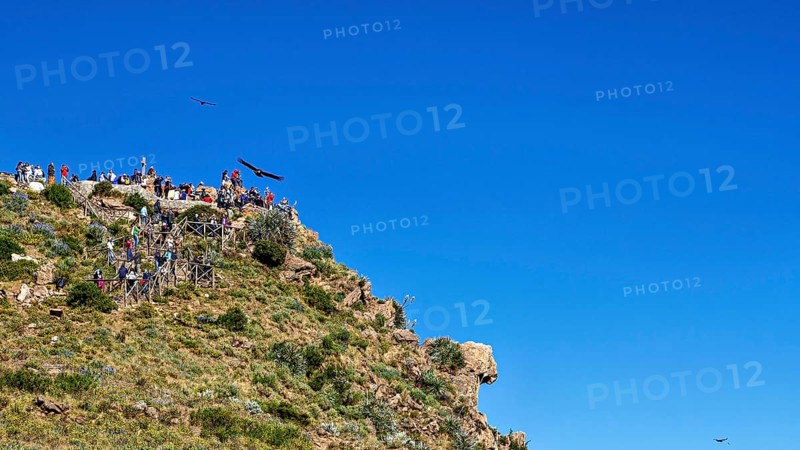 Visitors gather on a rocky viewpoint and watch birds in the clear sky, tourists at Crux de Condor to see the Andean condor (Vultur gryphus) at Colca Canyon in Peru