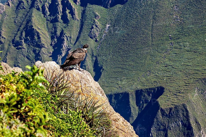 Condor sits majestically on a rock with a wide view over green mountains, The Andean condor (Vultur gryphus) at the Colca Canyon in Peru
