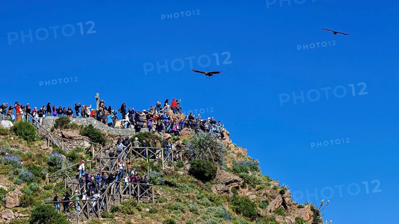 A group of people on a rocky viewpoint watch the birds in the sky, tourists at Crux de Condor to see the Andean condor (Vultur gryphus) at Colca Canyon in Peru