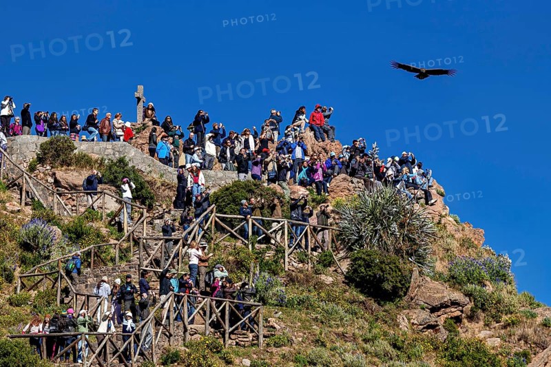 Dense crowd on a steep cliff with birds flying over a sunny sky, tourists at Crux de Condor to see the Andean condor (Vultur gryphus) at Colca Canyon in Peru