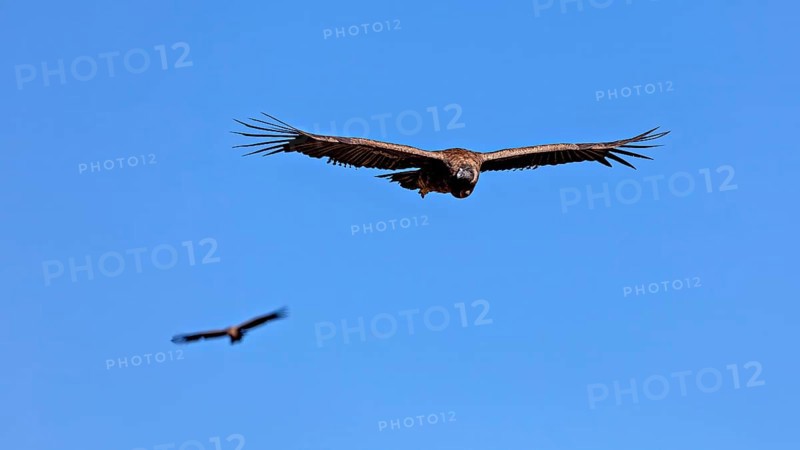 Two condors fly with outstretched wings in the clear blue sky, The Andean condor (Vultur gryphus) at the Colca Canyon in Peru