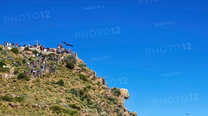 People on a cliff enjoying the view under a clear blue sky with birds in flight, tourists at Crux de Condor to see the Andean condor (Vultur gryphus) at Colca Canyon in Peru