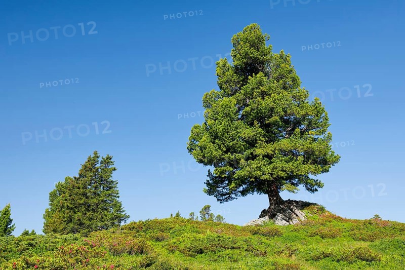 Old pine on Engstlenalp in Gental, Canton of Bern, Switzerland