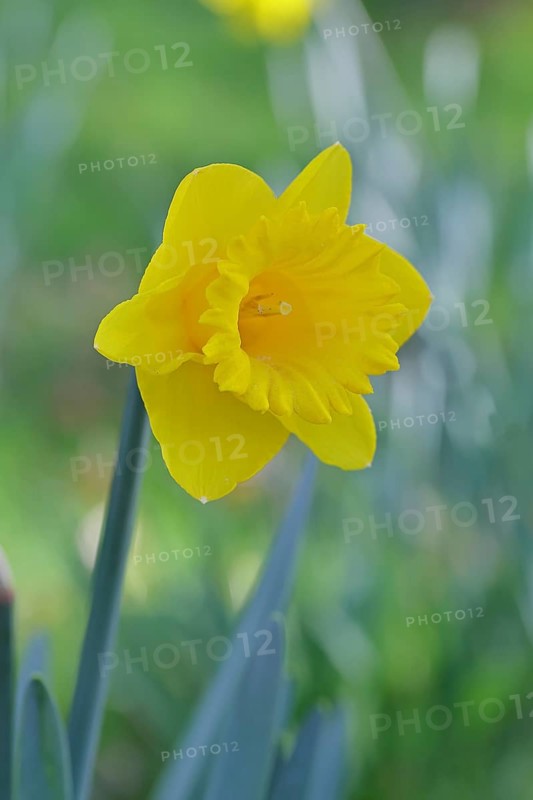 Daffodil (Narcissus), yellow flower in a garden, close-up, Wilnsdorf, North Rhine-Westphalia, Germany
