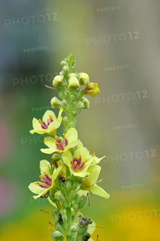 Dark mullein (Verbascum nigrum), flowers, inflorescence, in a natural garden, close-up, Wilnsdorf, North Rhine-Westphalia, Germany