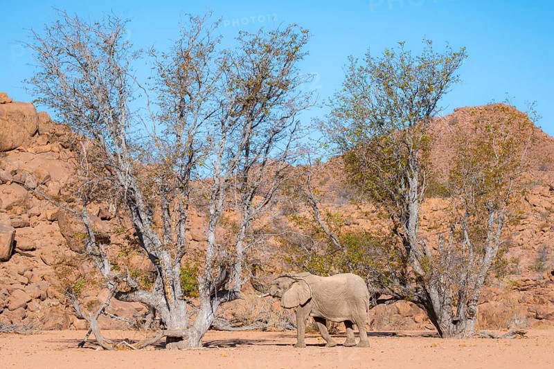 African elephant (Loxodonta africana), desert elephant in barren desert landscape, riverbed of the Ugab River, Damaraland, Erongo, Namibia