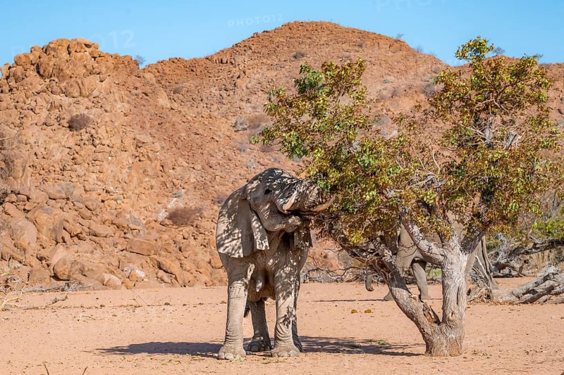 African elephant (Loxodonta africana), desert elephant in barren desert landscape, eating leaves in a tree with its trunk, riverbed of the Ugab River, Damaraland, Erongo, Namibia