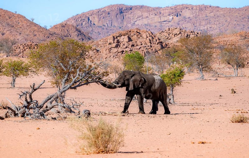 African elephant (Loxodonta africana), desert elephant in barren desert landscape, adult male, riverbed of the Ugab River, Damaraland, Erongo, Namibia