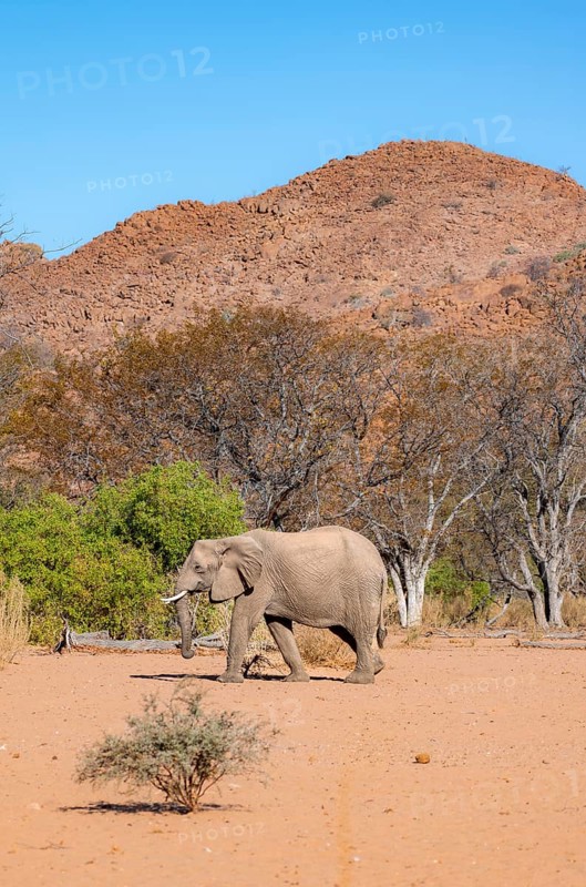 African elephant (Loxodonta africana), desert elephant in barren desert landscape, riverbed of the Ugab River, Damaraland, Erongo, Namibia