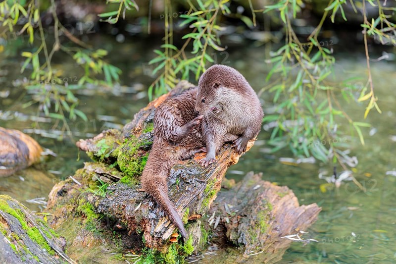 A Eurasian otter (Lutra lutra) grooms himself on a root of a tree with some moss on it lying in the water. Surrounded by water. Check Republic