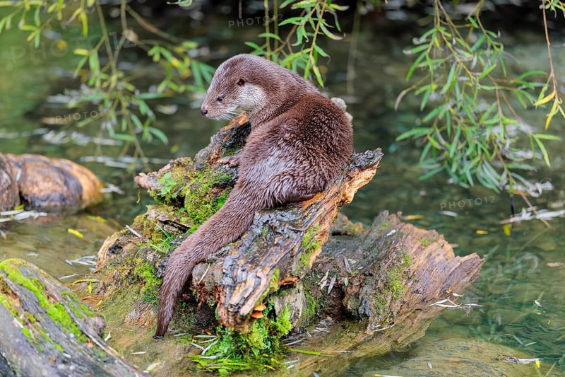 A Eurasian otter (Lutra lutra) rests on a root of a tree with some moss on it lying in the water. Surrounded by water. Check Republic