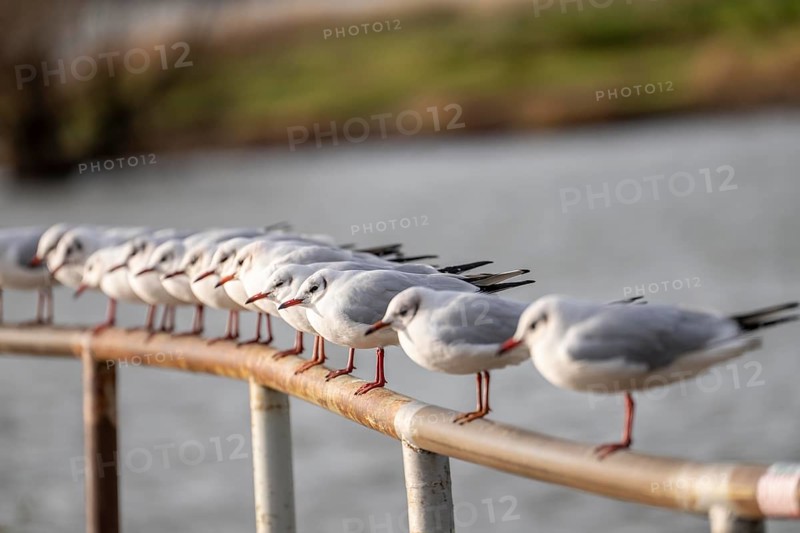 Black-headed gulls in winter dress, on a railing on the Rhine near Duisburg-Walsum, North Rhine-Westphalia, Germany