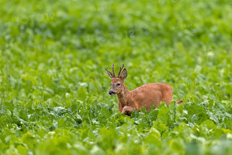 An old roebuck (Capreolus capreolus) purposefully follows the whistling of a doe ready to mate, leaf time, rut, roe rut, summer coat, Germany