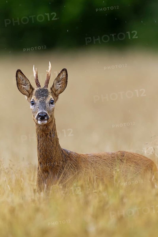 Roebuck (Capreolus capreolus) yearling in a field, eyes, eye contact, summer coat, Germany