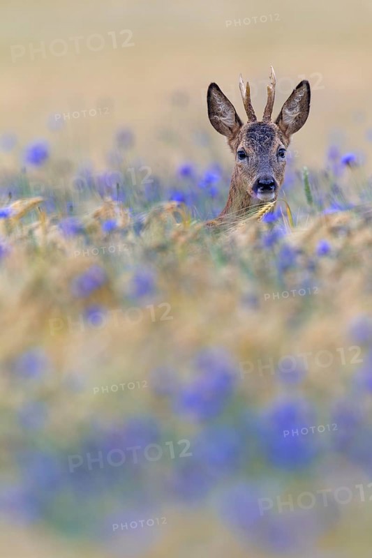 A roebuck (Capreolus capreolus) peers attentively out of a barley field with flowering cornflowers (Centaurea cyanus), eye contact, Germany