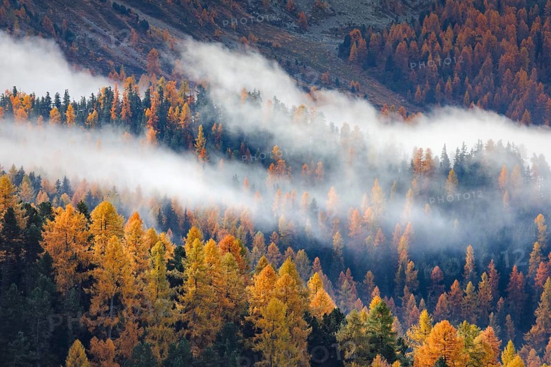 Coniferous forest with larch and spruce trees crossed by clouds of fog, Engadin, Canton of Graubünden, Switzerland