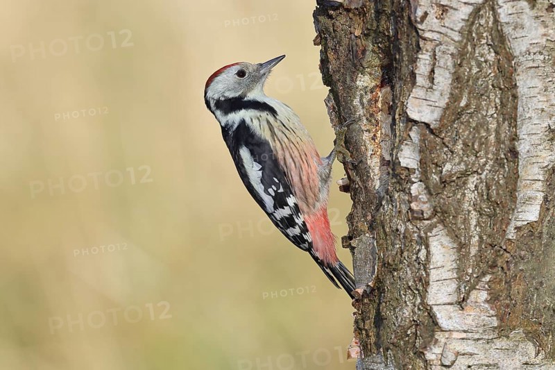 Middle woodpecker (Dendrocopos medius), foraging on the trunk of a common birch (Betula pendula), wildlife, woodpeckers, nature photography, autumn, Wilnsdorf, North Rhine-Westphalia, Germany
