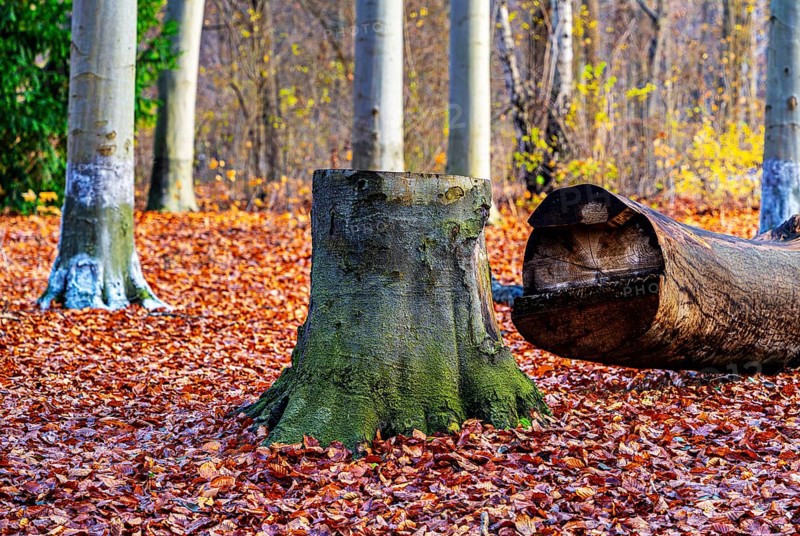 Protection against beaver damage, with whitish paint containing quartz sand, painted trees in the Berlin Tiergarten in Mitte, Berlin, Germany