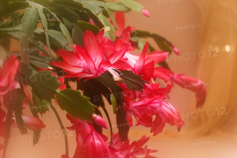 Christmas cactus (Schlumbergera truncata), blossoms, in studio, with alienation, North Rhine-Westphalia, Germany